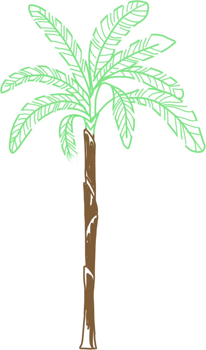 Palmera